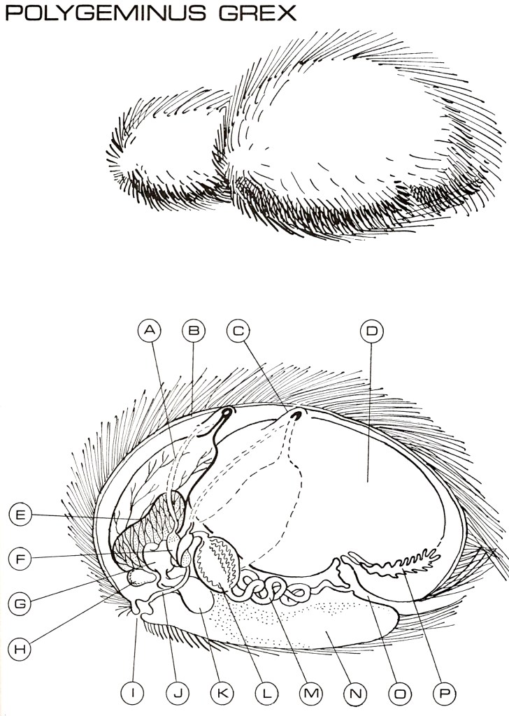 A basic line drawing of a Tribble. 